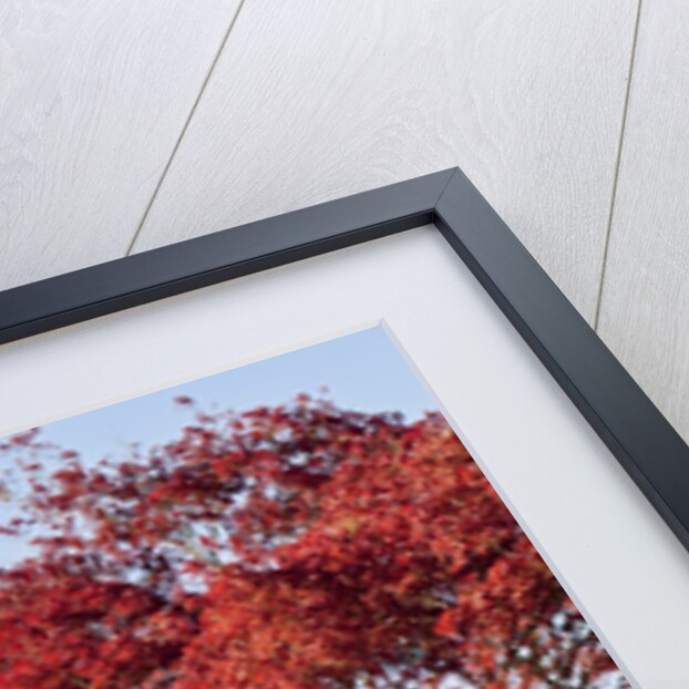 Japanese Maple by Anonymous