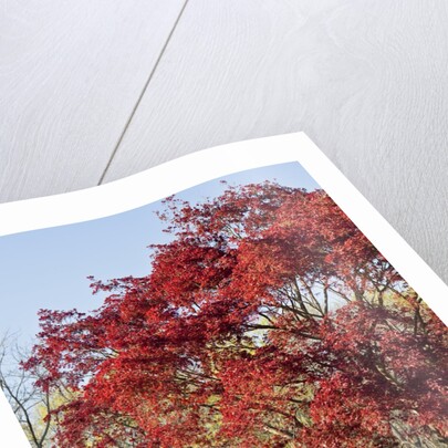 Japanese Maple by Anonymous