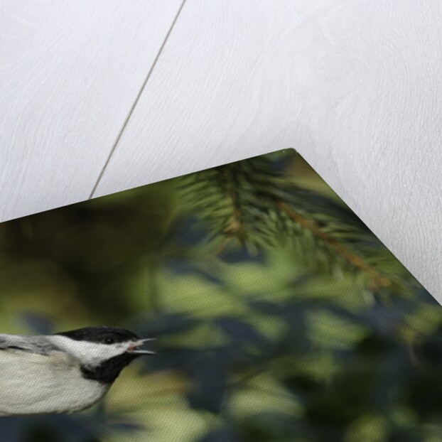 Bird on tree, close-up by Anonymous