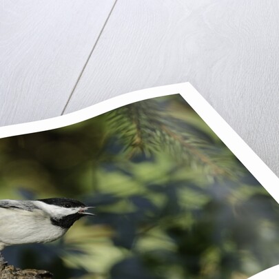 Bird on tree, close-up by Anonymous