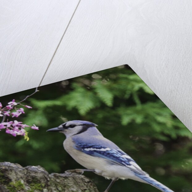 Bird on tree, close-up by Anonymous