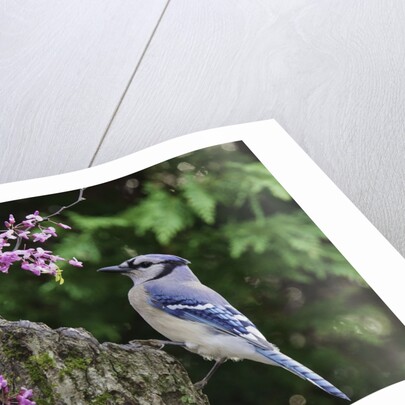 Bird on tree, close-up by Anonymous