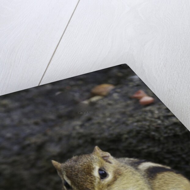 Chipmunk eating by Anonymous