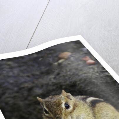 Chipmunk eating by Anonymous
