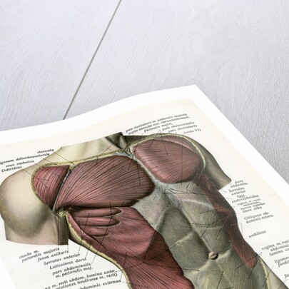 Illustration of the Muscles and Ligaments of the Human Torso by Anonymous