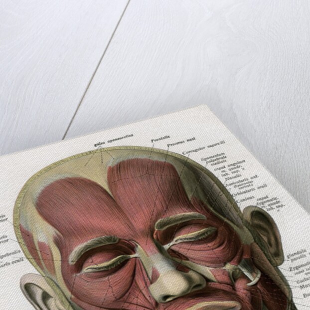 Frontal View of the Muscles of the Human Face by Anonymous