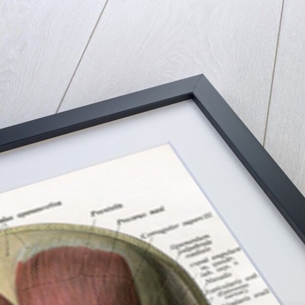 Frontal View of the Muscles of the Human Face by Anonymous