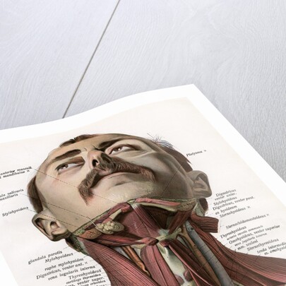 Frontal View of the Muscles and Glands of the Human Neck by Corbis