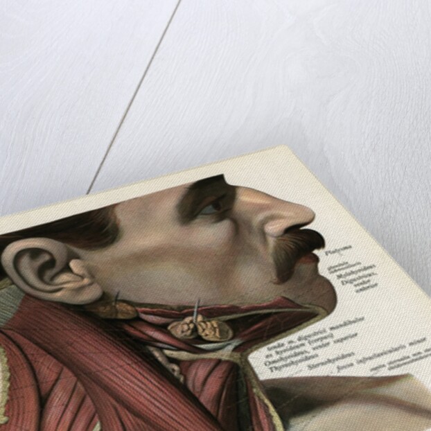 Lateral View of the Muscles and Glands of the Human Neck by Anonymous