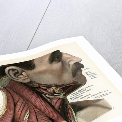 Lateral View of the Muscles and Glands of the Human Neck by Anonymous