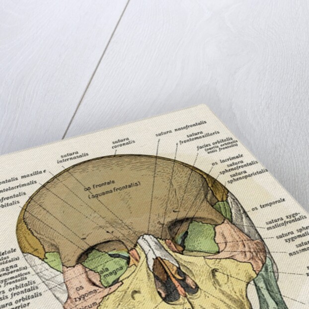 Anterior or Frontal Diagram of Human Skull by Anonymous