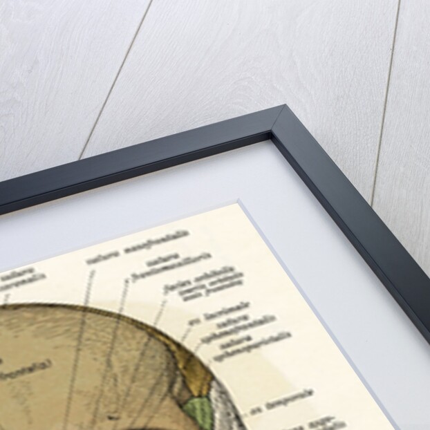 Anterior or Frontal Diagram of Human Skull by Anonymous