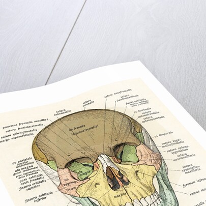Anterior or Frontal Diagram of Human Skull by Anonymous