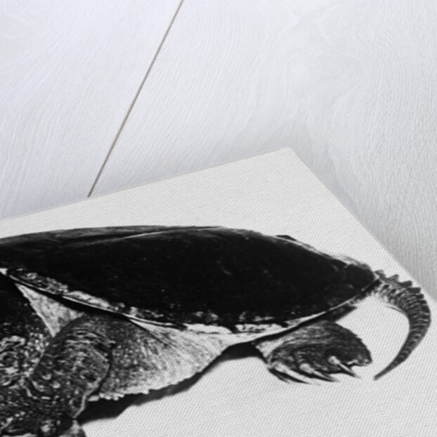 Turtle playing harmonica by Anonymous
