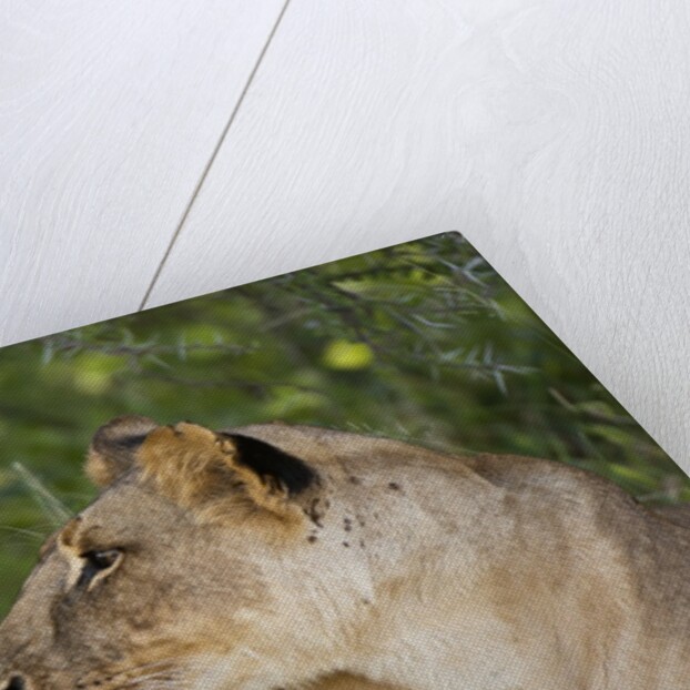 Lioness (Panthera leo), Samburu, Kenya by Anonymous