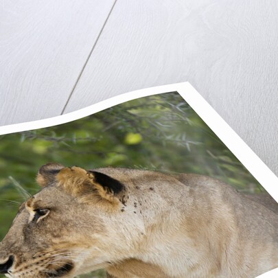 Lioness (Panthera leo), Samburu, Kenya by Anonymous