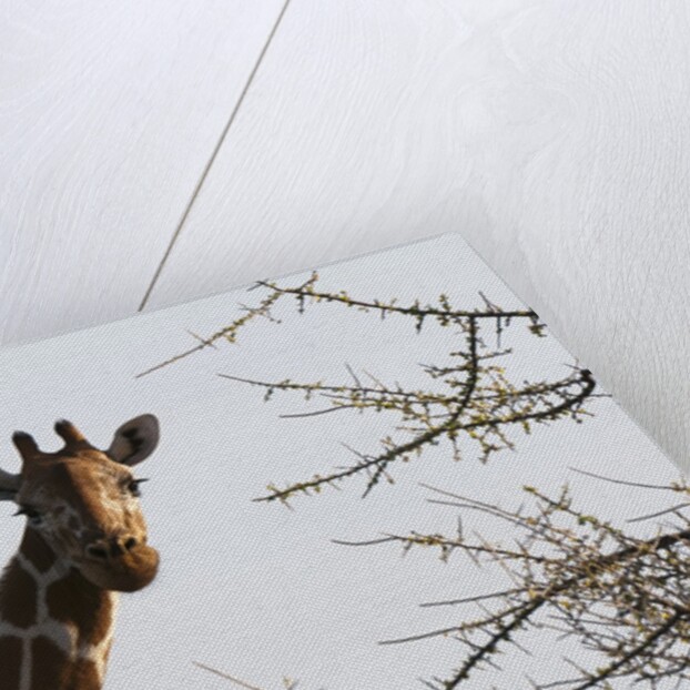 Masai Giraffe (Giraffa camelopardalis), Samburu, Kenya by Anonymous