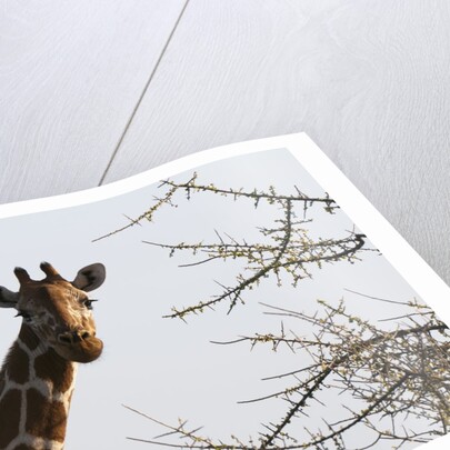 Masai Giraffe (Giraffa camelopardalis), Samburu, Kenya by Anonymous