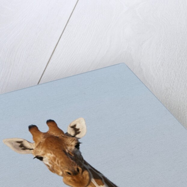 Masai Giraffe (Giraffa camelopardalis), Samburu, Kenya by Anonymous