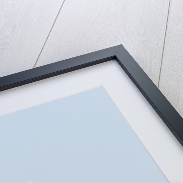 Masai Giraffe (Giraffa camelopardalis), Samburu, Kenya by Anonymous