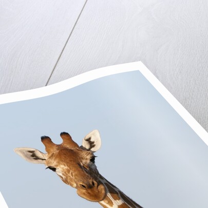 Masai Giraffe (Giraffa camelopardalis), Samburu, Kenya by Anonymous