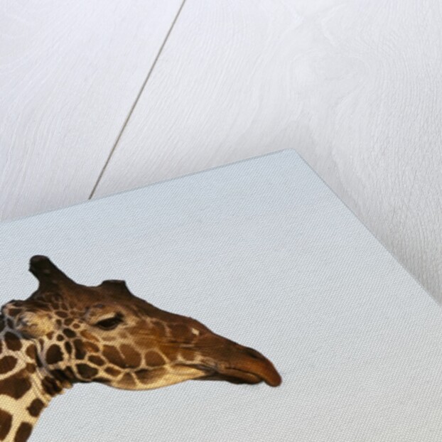 Masai Giraffe (Giraffa camelopardalis), Samburu, Kenya by Anonymous