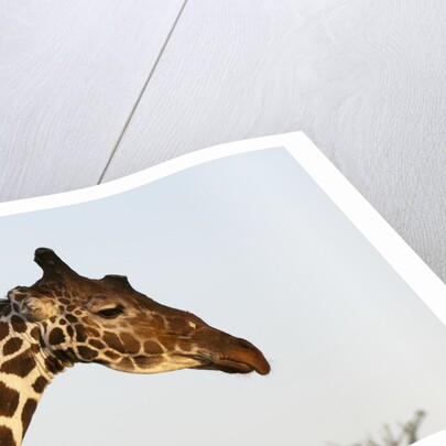 Masai Giraffe (Giraffa camelopardalis), Samburu, Kenya by Anonymous