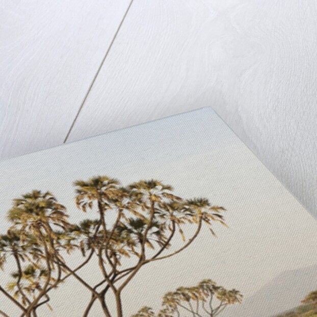 Doum Palm (Hyphaene coriacea), Samburu, Kenya by Anonymous