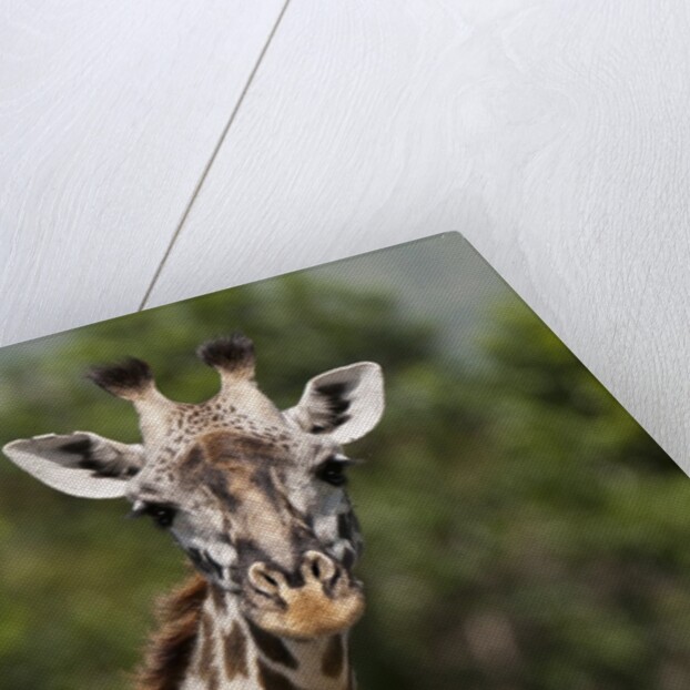 Masai Giraffe (Giraffa camelopardalis), Masai Mara, Kenya by Anonymous