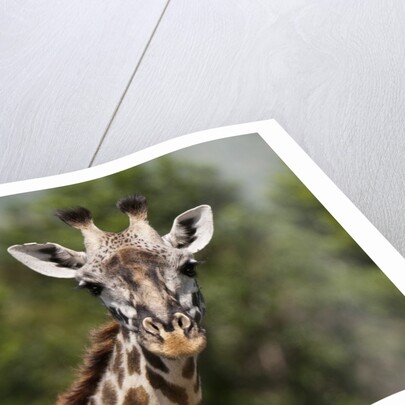 Masai Giraffe (Giraffa camelopardalis), Masai Mara, Kenya by Anonymous