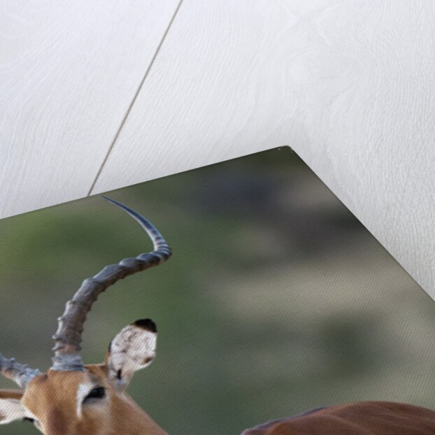 Impala (Aepyceros melampus), Samburu, Kenya by Anonymous