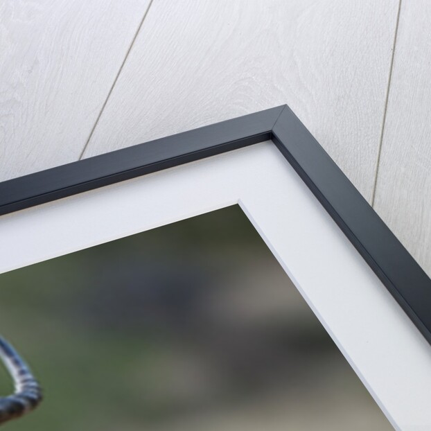 Impala (Aepyceros melampus), Samburu, Kenya by Anonymous