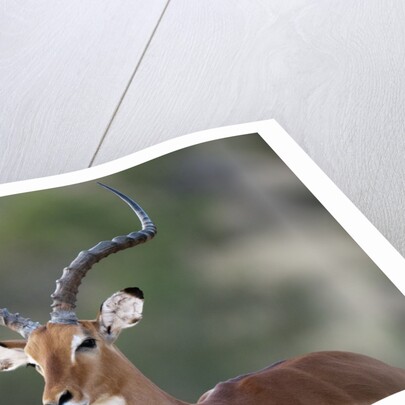 Impala (Aepyceros melampus), Samburu, Kenya by Anonymous