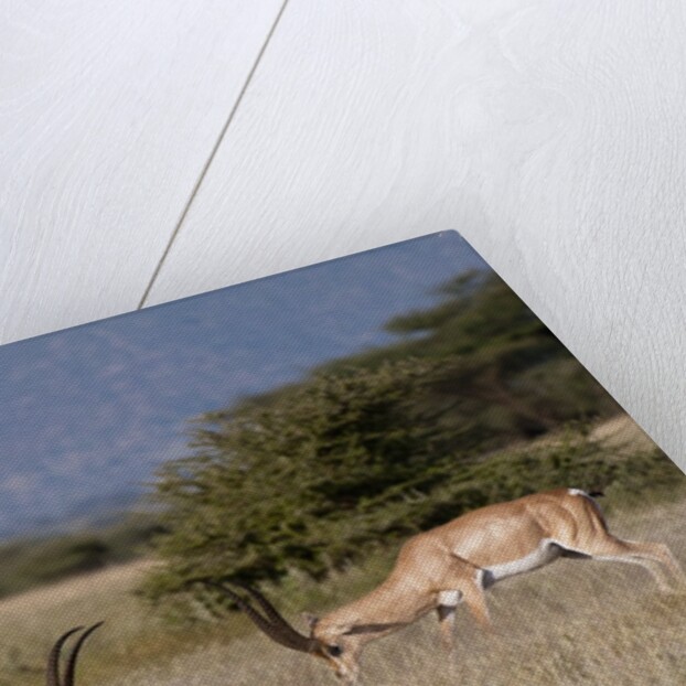 Grants Gazelle fighting by Anonymous