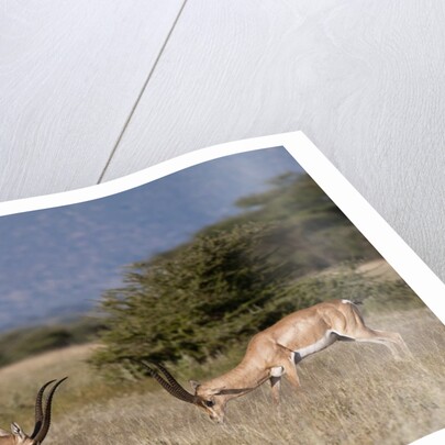Grants Gazelle fighting by Anonymous