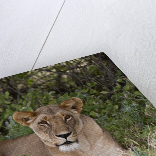 Lioness (Panthera leo), Samburu, Kenya by Anonymous