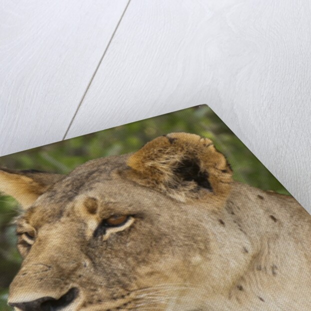 Lioness (Panthera leo), Samburu, Kenya by Anonymous