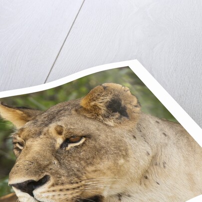 Lioness (Panthera leo), Samburu, Kenya by Anonymous