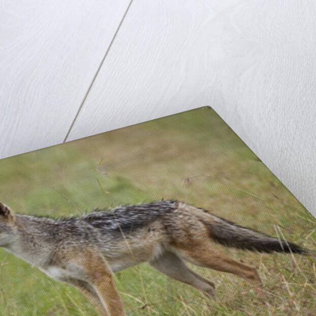 Black Backed Jackal (Canis mesomelas), Masai Mara, Kenya by Anonymous