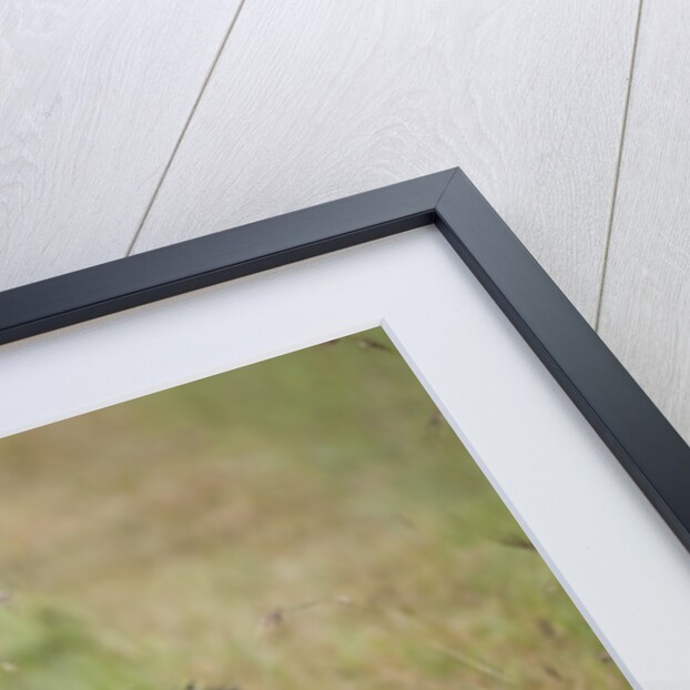 Black Backed Jackal (Canis mesomelas), Masai Mara, Kenya by Anonymous