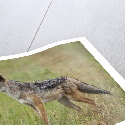 Black Backed Jackal (Canis mesomelas), Masai Mara, Kenya by Anonymous