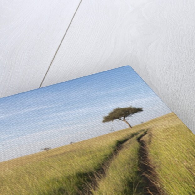Road on savannah and Acacia, Masai Mara, Kenya by Anonymous