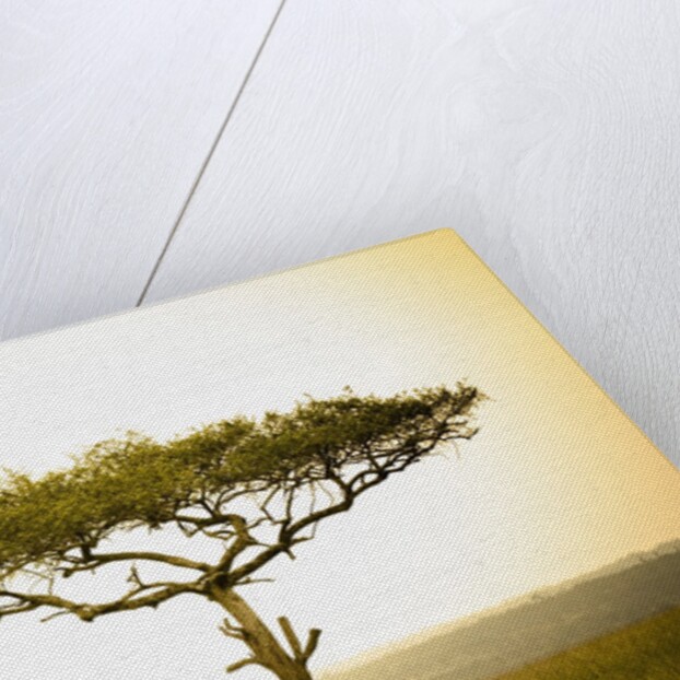 Acacia, Masai Mara, Kenya by Anonymous