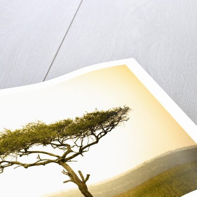 Acacia, Masai Mara, Kenya by Anonymous