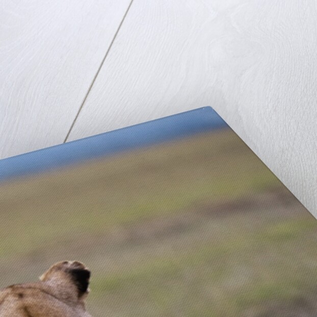 Lioness stalking by Anonymous