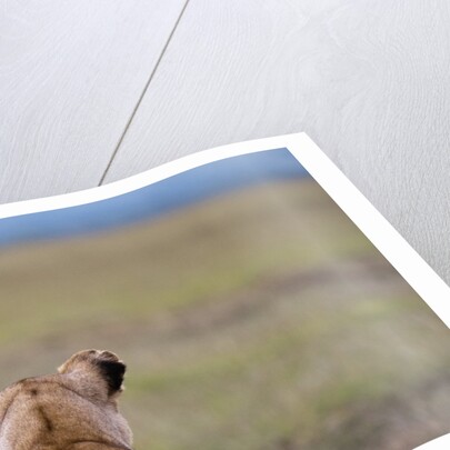 Lioness stalking by Anonymous