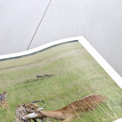 Cheetah (Acynonix jubatus) with Impala kill by Anonymous