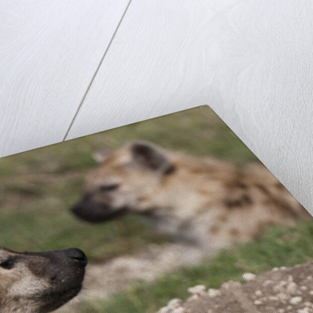 Spotted Hyena (Crocuta crocuta), Masai Mara, Kenya by Anonymous