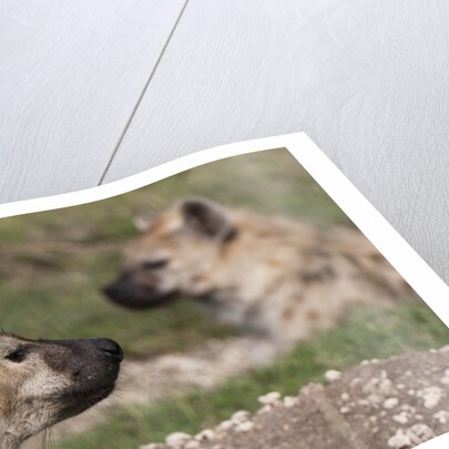 Spotted Hyena (Crocuta crocuta), Masai Mara, Kenya by Anonymous