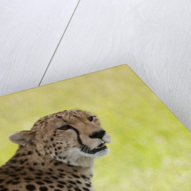 Cheetah (Acynonix jubatus), Masai Mara, Kenya by Anonymous